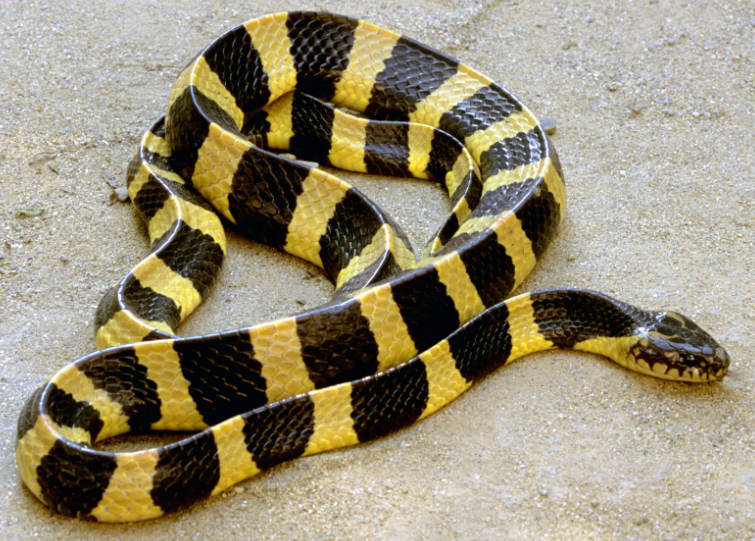 List of most venomous snakes in the world